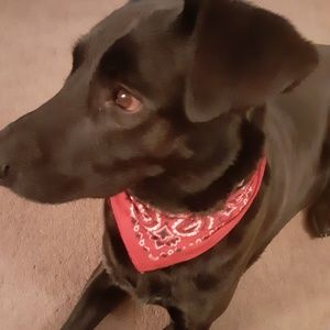 Meet your Posher, Joy